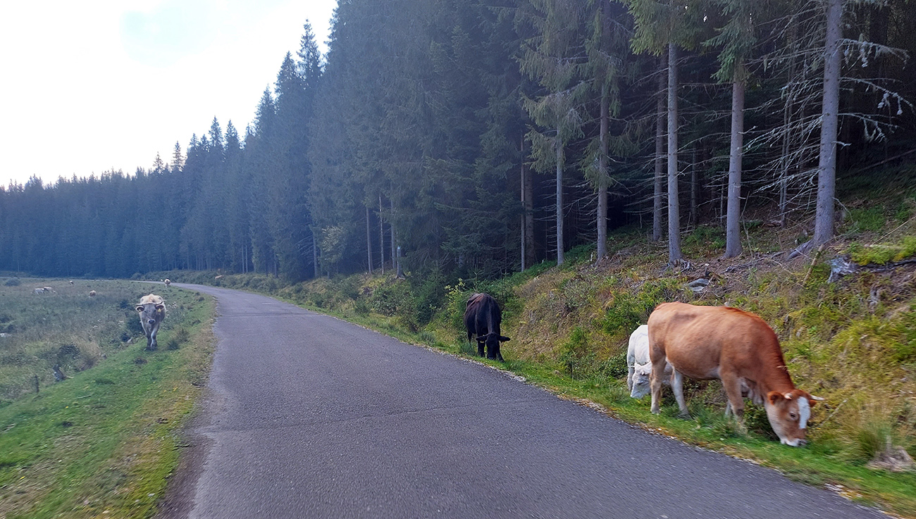 V hornej časti doliny pastva vo veľkom, aj medzi čučoriedkami. V_hornej_časti_doliny_pastva_vo_veľkom,_aj_medzi_čučoriedkami.