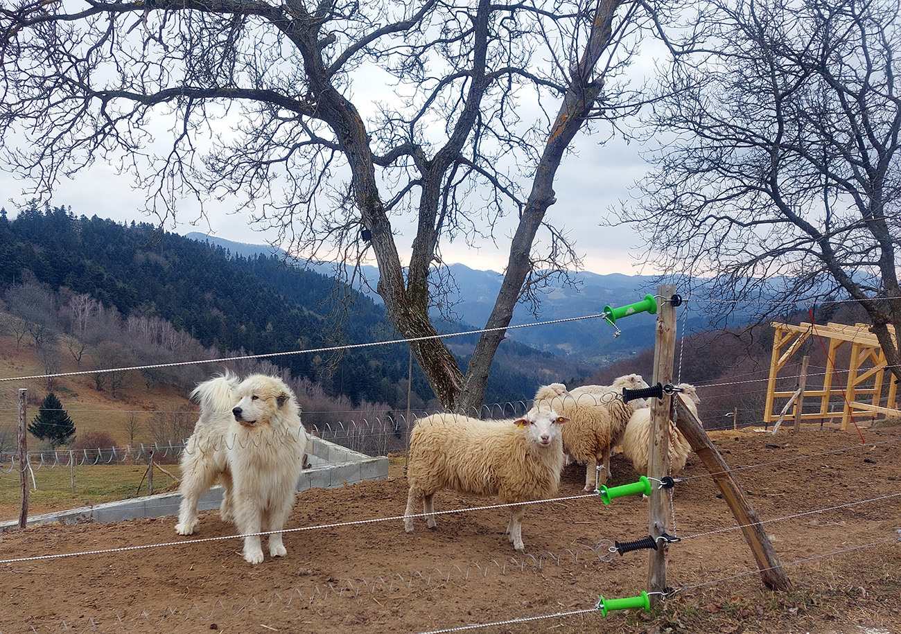 Na Rumplovskej nejaké divné, brechavé ovečky chovajú. Na_Rumplovskej_nejaké_divné,_brechavé_ovečky_chovajú.