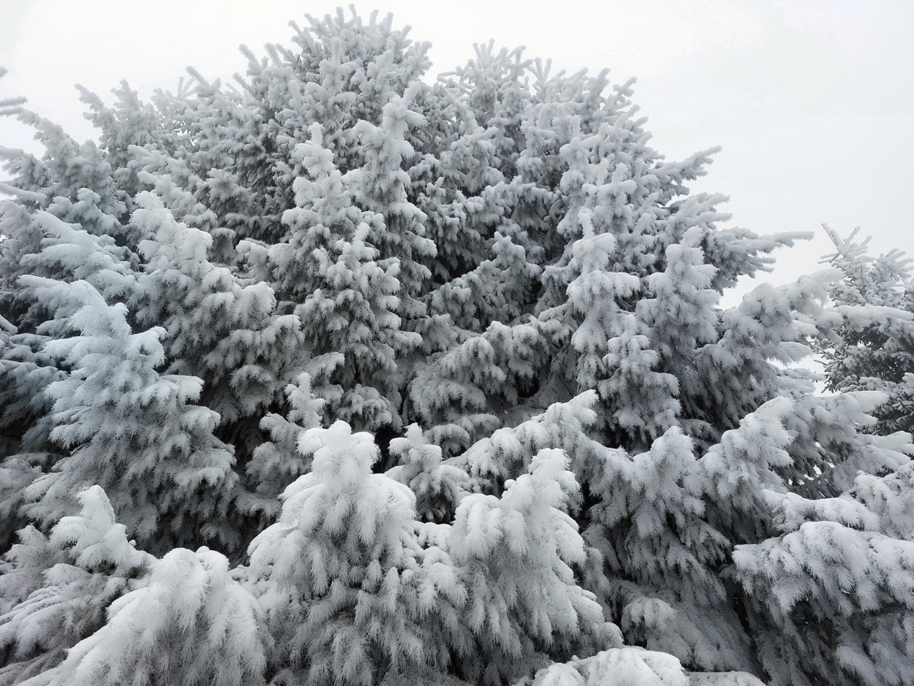 mliecna-sobota-pod-l�iprunom